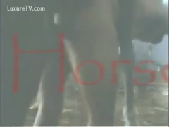 Middle-aged guy arse drilled by horse in this classic 